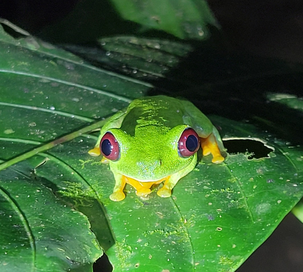A red-eyed tree frog at the Biophilia Park, Costa Rica